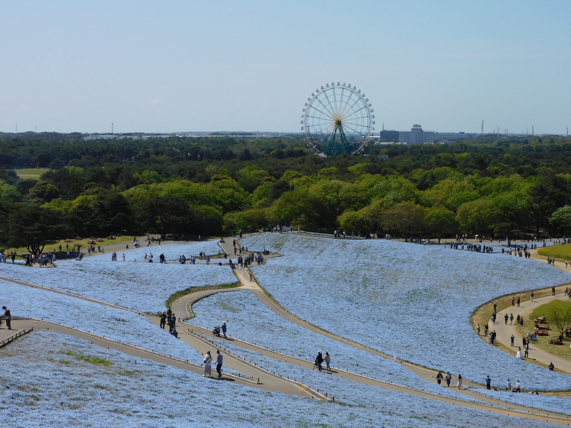 国営ひたち海浜公園